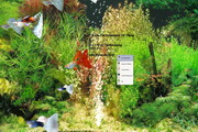 Virtual Guppy Fish Screensaver1.0