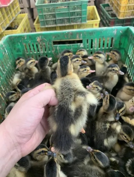 30只装鸭苗大种青头鸭麻鸭绿头鸭高产蛋水鸭旱鸭子：养殖新手的福音！