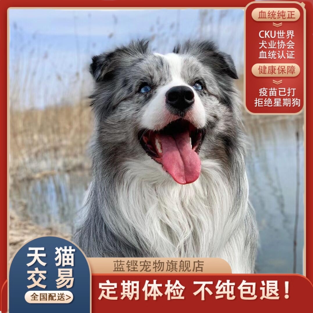 【佛山犬舍】纯种边境牧羊犬：聪明狗狗界的明星，养一只边牧幼犬是什么体验？