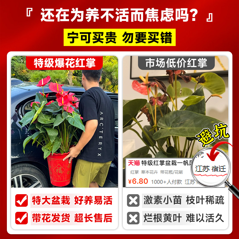 红掌盆栽鸿运当头：室内绿植界的空气净化大师，办公室一帆风顺的秘密武器！