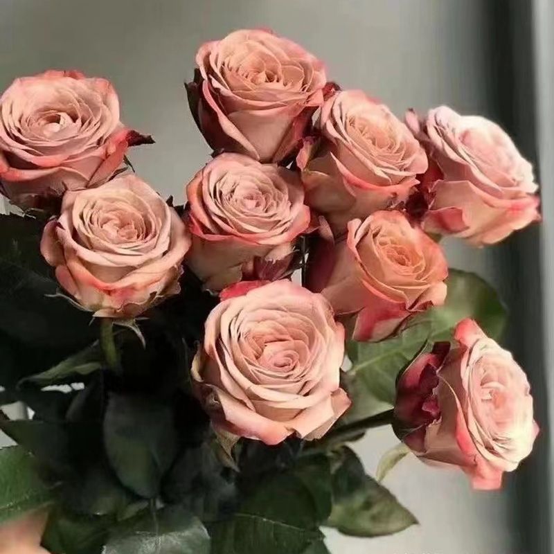 橙芭比玫瑰+百合速递：昆明基地直发，520情人节的甜蜜告白攻略！