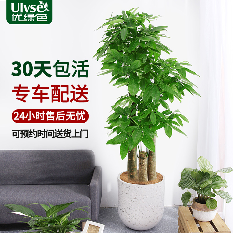 步步高发财树盆栽：送礼首选，室内绿植界的“风水宝”！