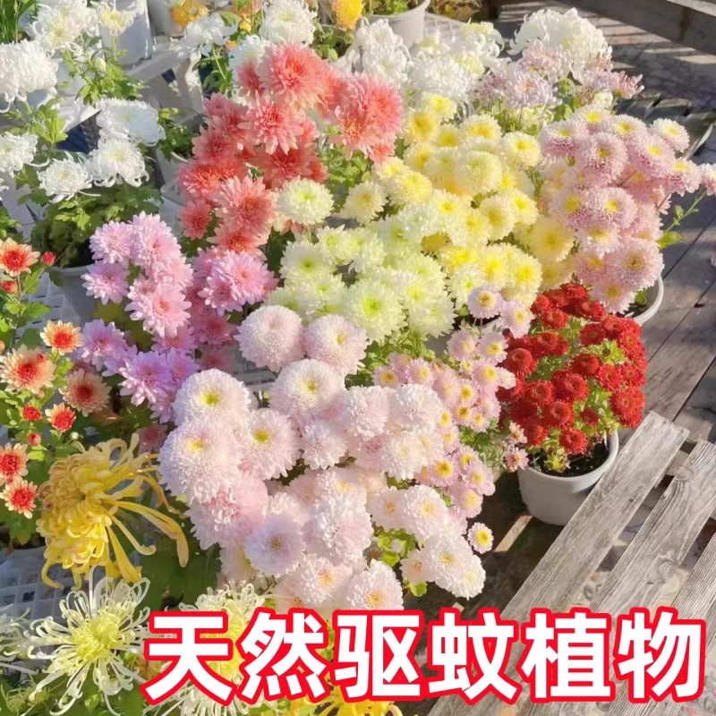 多年生四季除虫菊：驱蚊界的颜值担当，轻松拥有美丽花园和清爽生活！