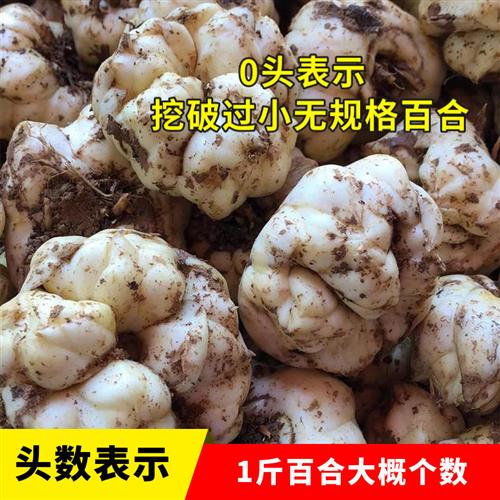2024年挖破挖碎新鲜食用百合破子！宜兴农家土特产，3斤2斤散装太香了！