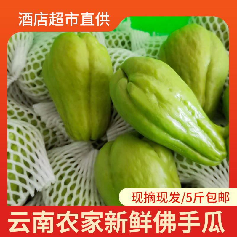 云南普洱佛手瓜：新鲜采摘，解锁奇特蔬果的美味与奥秘！