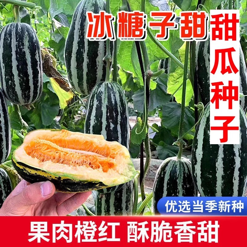 特大甜掉牙花皮甜瓜种子：种植香甜爆棚的冰糖子香瓜，轻松拥有高产耐热抗病的羊角蜜！