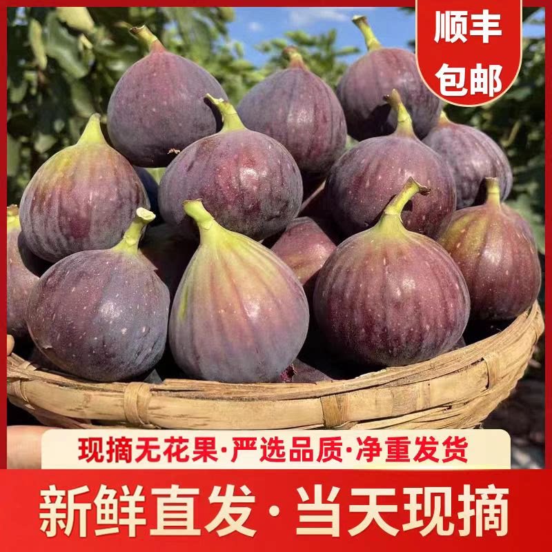 什么样的红皮无花果最受欢迎？