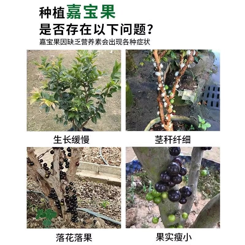 嘉宝果专用肥料：让小硕挂果树变成丰收果园的魔法粉！