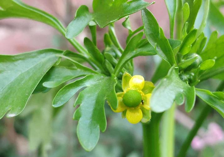 石龙芮图片,石龙芮——自然界的神秘植物