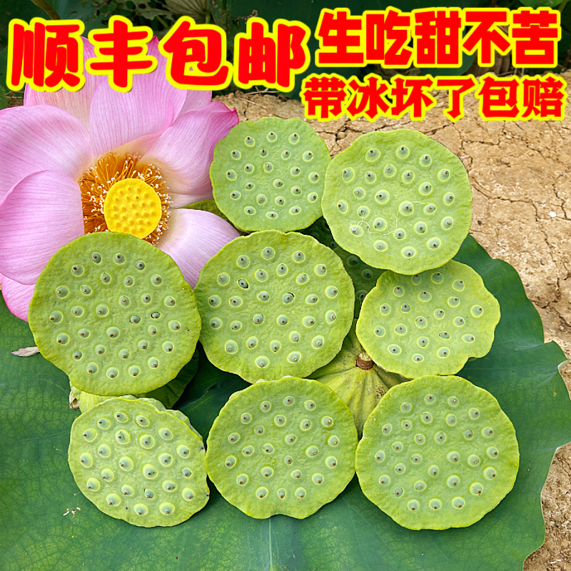 【现货】新鲜莲蓬当天现摘！生吃莲子应季水果，老嫩莲子米可带杆