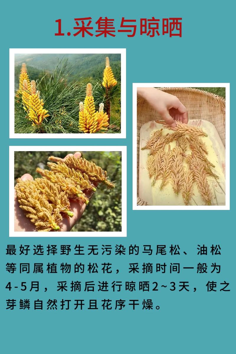 松花粉图片,松花粉的神奇魅力——大自然的馈赠