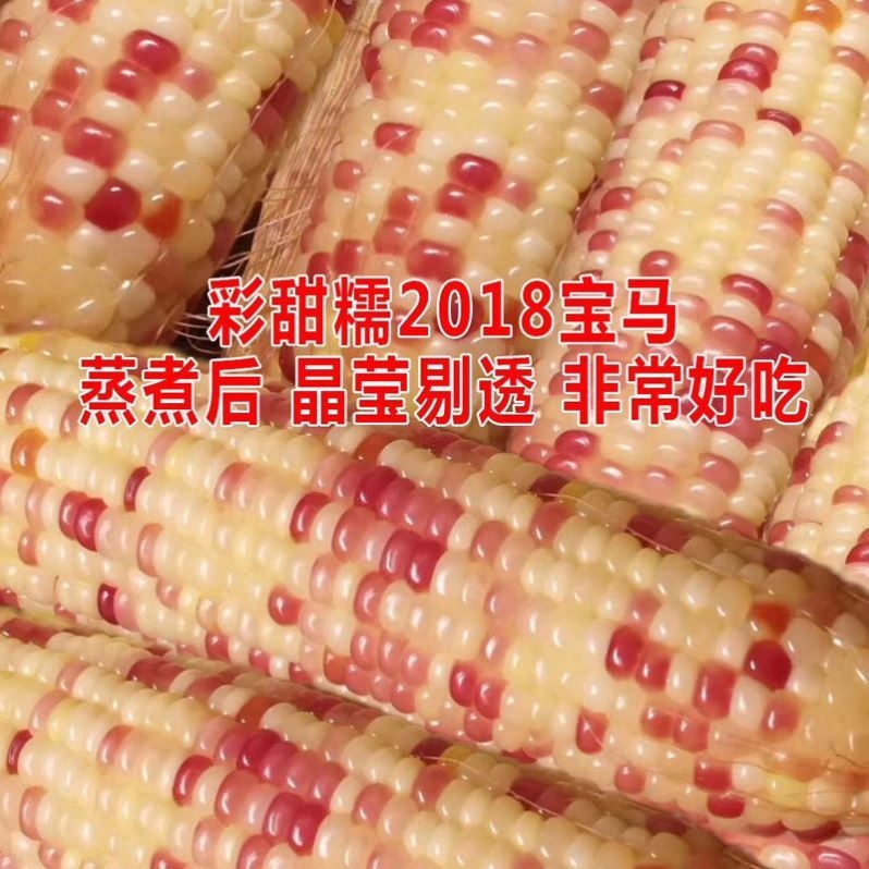晓富彩甜糯2018宝马玉米种籽：高产抗病的秘密武器，彩色玉米种植新潮流！