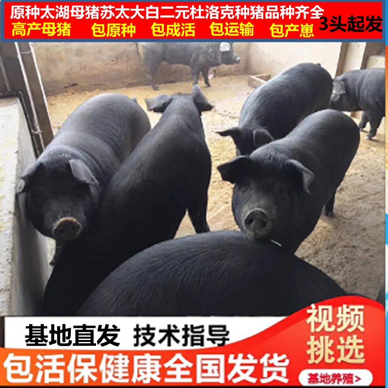 纯种发情代孕太湖母猪 vs 国寿黑母猪：哪一种更适合你的养猪场？