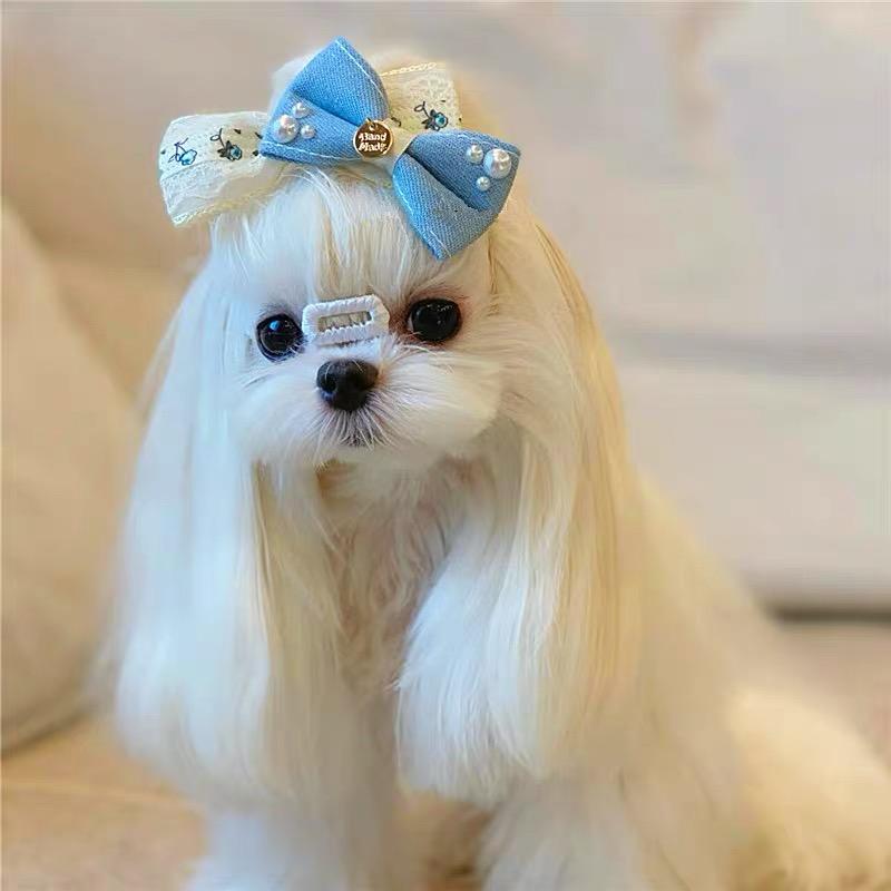 韩版纯种小体西施幼犬：超萌茶杯犬，治愈系马尔济斯犬的完美选择！