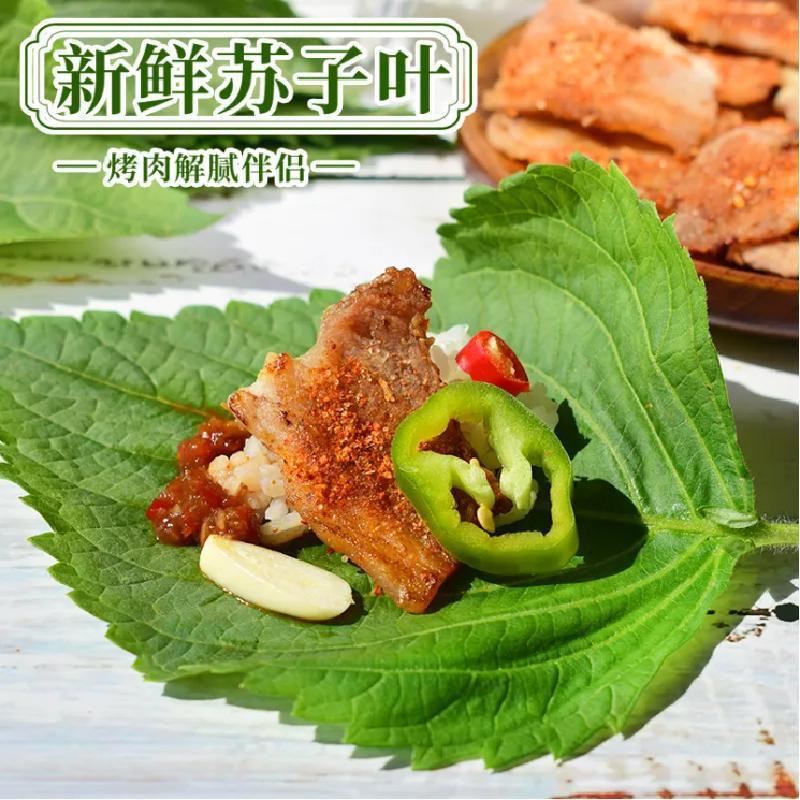 顺丰新鲜苏子叶包饭叶韩式烤肉紫苏叶蔬菜粘豆包叶蘸酱菜散装包邮