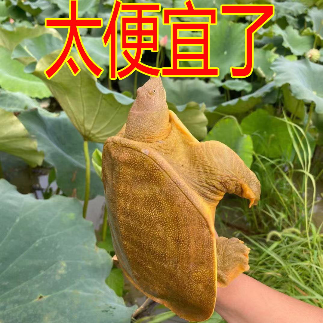 买5只送5只！中华鳖苗养殖新潮流，解锁美食与财富的双重密码！✨
