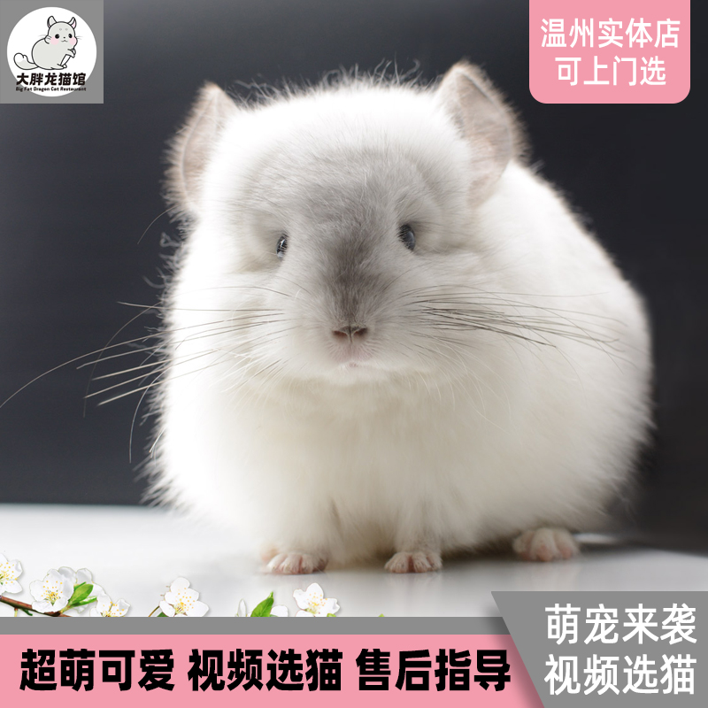 超萌龙猫活体幼崽，全国包邮送到家，长毛短毛任你挑！