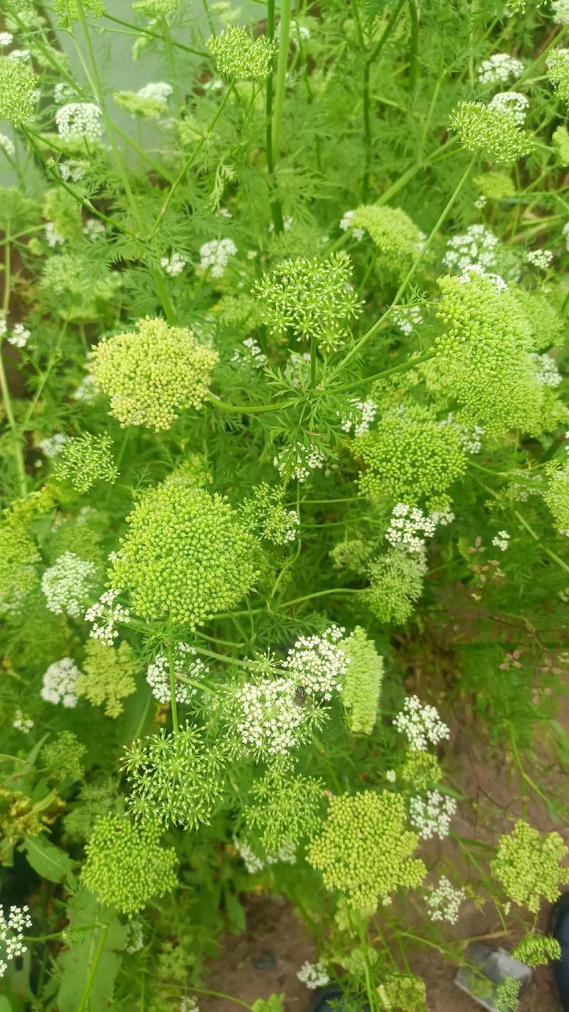 蛇床子苗价格,市场动态与种植前景