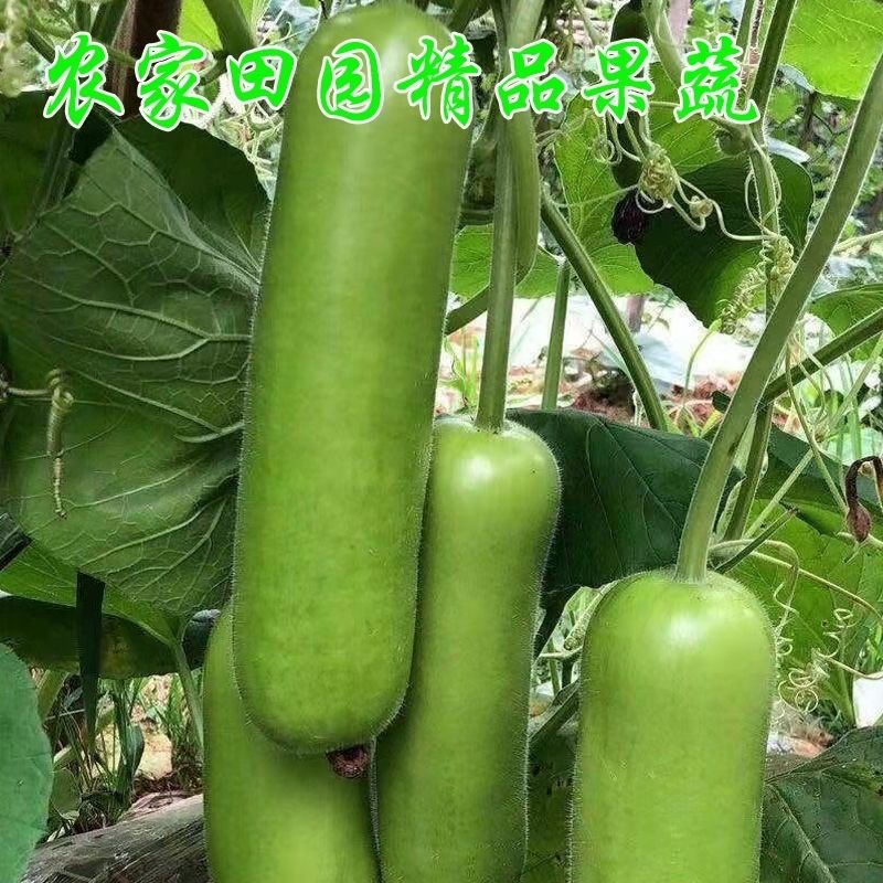 瓠瓜的秘密：新鲜采摘，清甜肉厚，解锁时令蔬菜的新吃法！