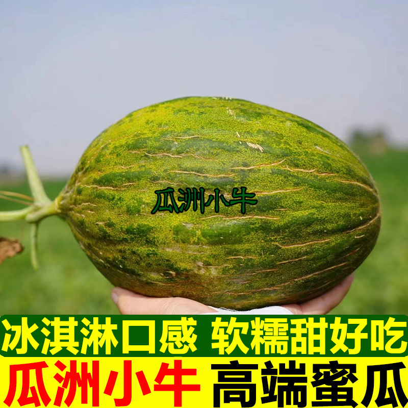 甘肃瓜州斗牛蜜瓜：清甜解渴，当季水果新宠