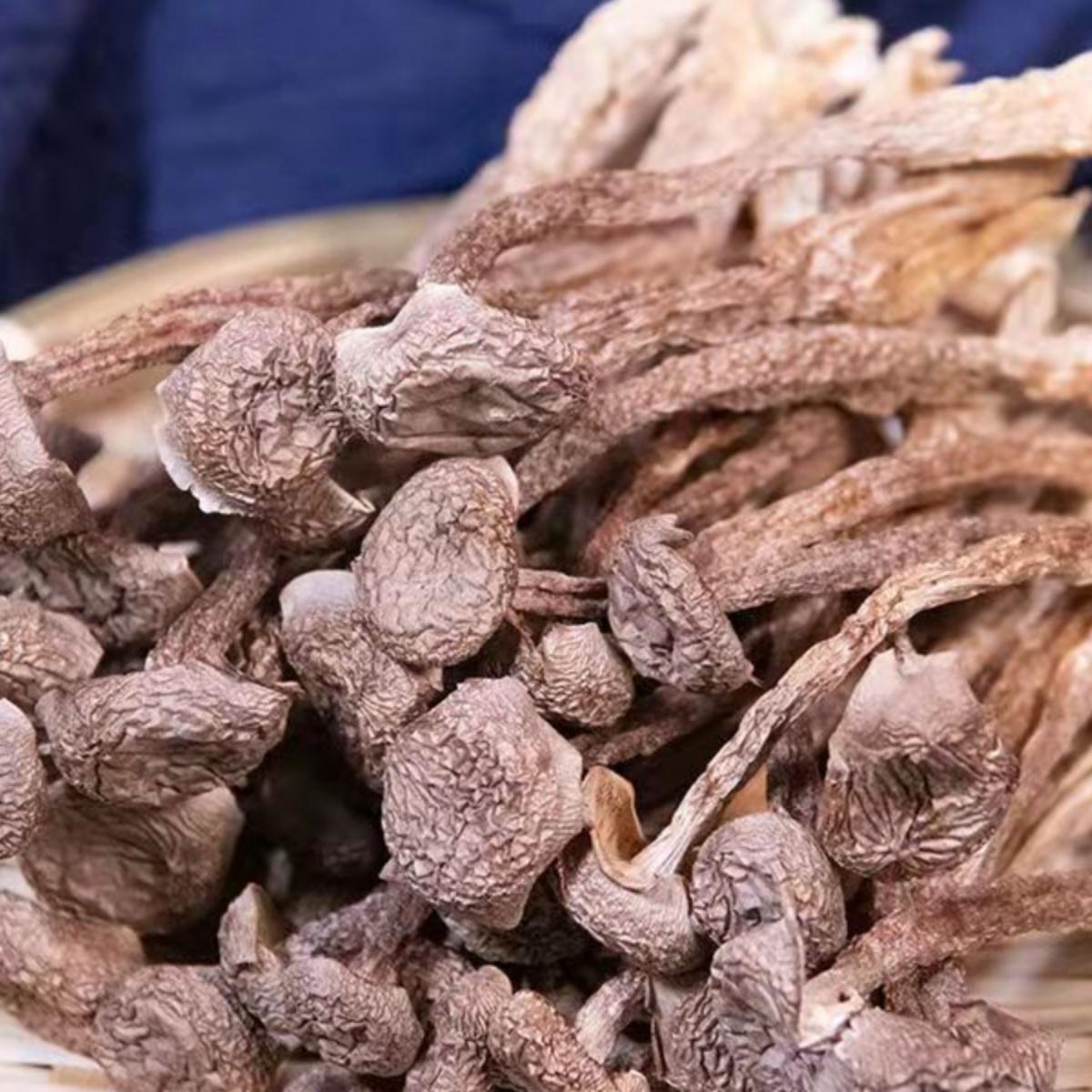 鹿茸菇的功效与作用吃法和禁忌，绝绝子的养生秘籍，你get到了吗？