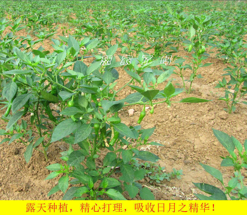 ️山东枣庄特辣土辣椒，顺丰包邮，让你的厨房辣味十足