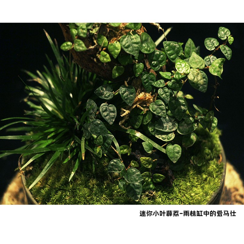 趣味苔藓景观生态瓶：迷你薜荔生态玻璃，耐养植物菖蒲，免打理盆栽礼物新宠！