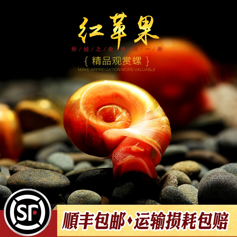活体淡水宠物蜗牛：打造你的水族箱清洁小能手！