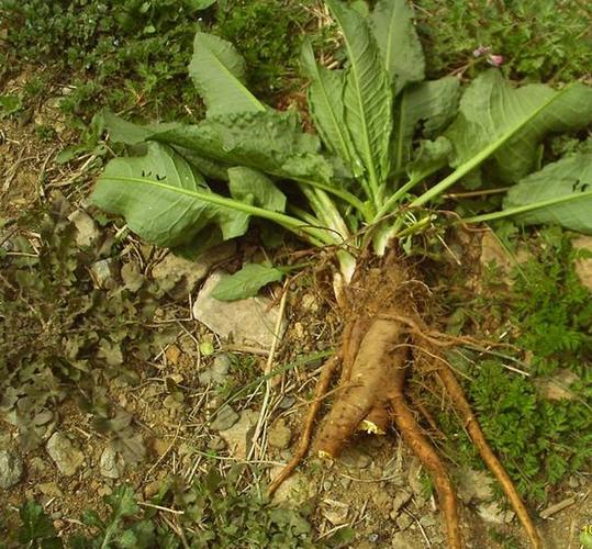 土大黄图片,土大黄——大自然的神奇植物