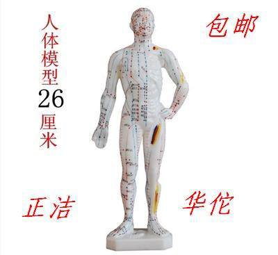 26cm经络穴位针灸小人模！中医小白也能秒变针灸达人？这波真的香爆了