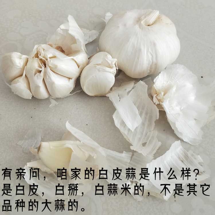 白皮大蒜头种子：山东特产，腌制腊八蒜的不二之选！