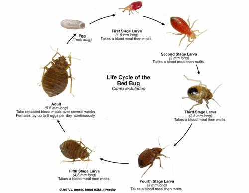 sand flea bites vs bed bug bites,Sand Flea Bites vs Bed Bug Bites: A Comprehensive Comparison