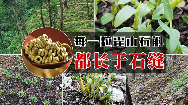 霍山石斛产地