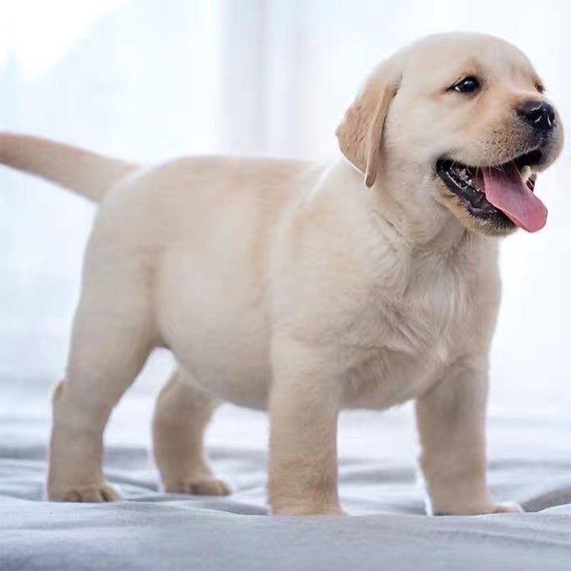为什么拉布拉多犬适合作为警犬？