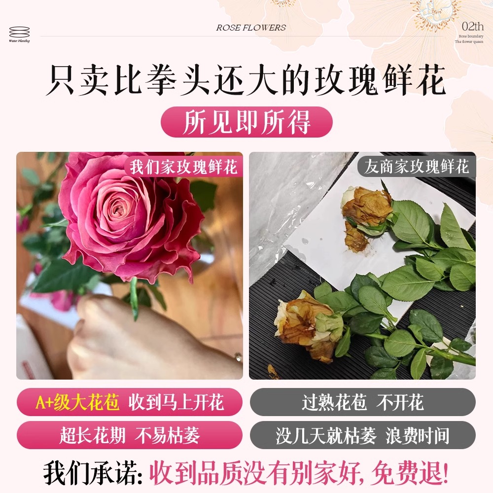 玫瑰花鲜花直发攻略：云南基地直供，顺丰次日达，超长花期的秘密大揭秘！
