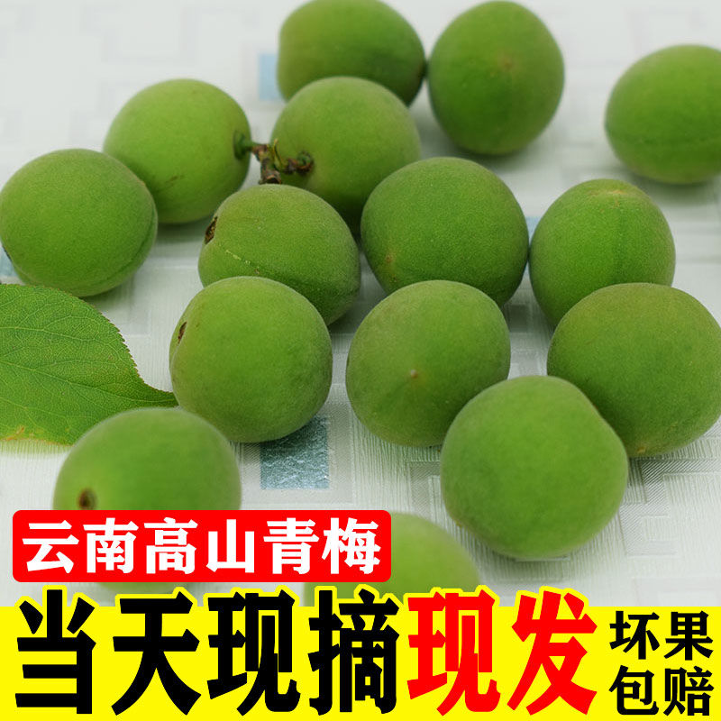 【顺丰包邮】青梅果新鲜现摘：云南大理梅子泡酒，酸梅酒酵素鲜果醋梅，开启你的味蕾盛宴！