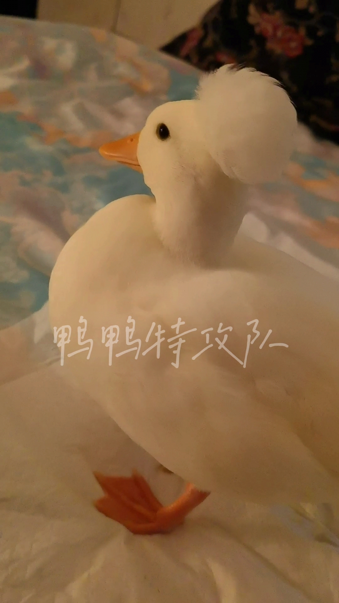 白冠柯尔鸭：从受精蛋到可爱鸭苗，轻松孵化养育全攻略！