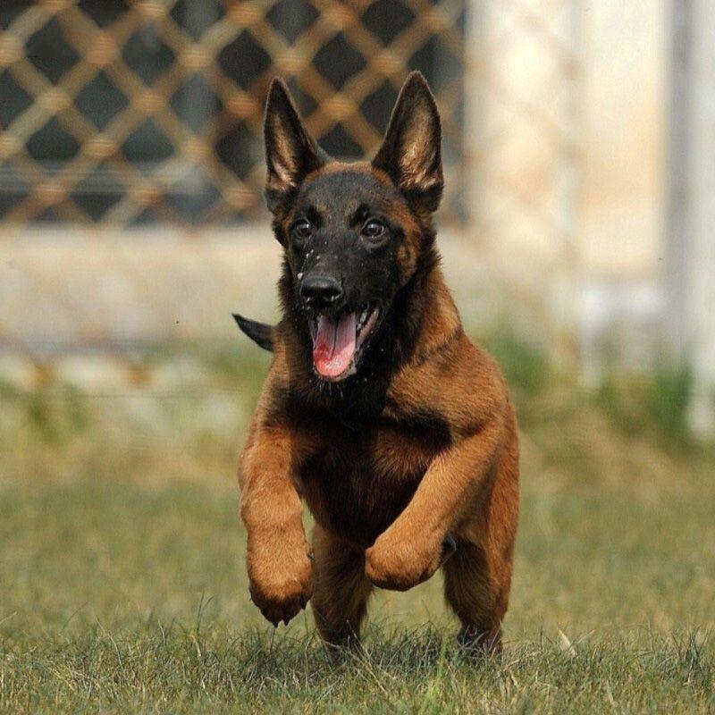 马犬混血科目犬：红马看门狗，大型犬警犬活物黑马黄马宠物狗看家短毛，谁才是真正的守护神？