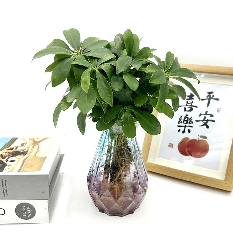 鸭脚木：室内绿植界的“八方来财”，打造客厅风水宝地的秘密武器！