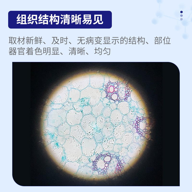 50/100种人体组织细胞显微镜切片组！教学生物实验神器，这波不买亏大了