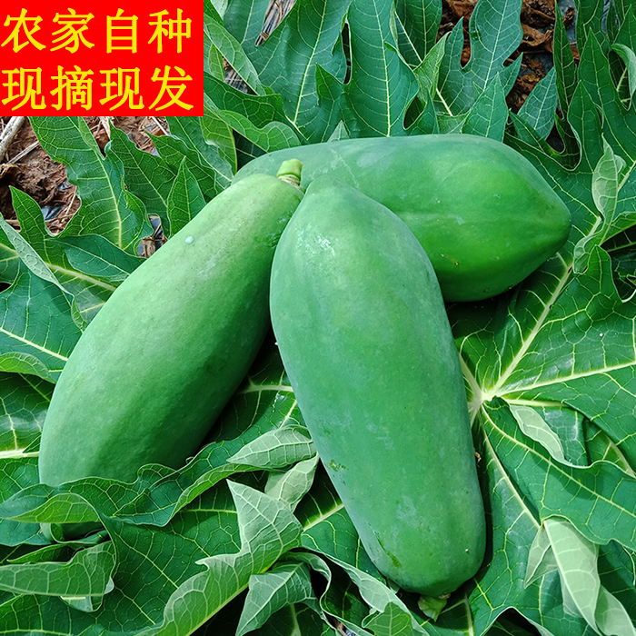 广西青木瓜：新鲜下奶圣品，宝妈必备神器！✨