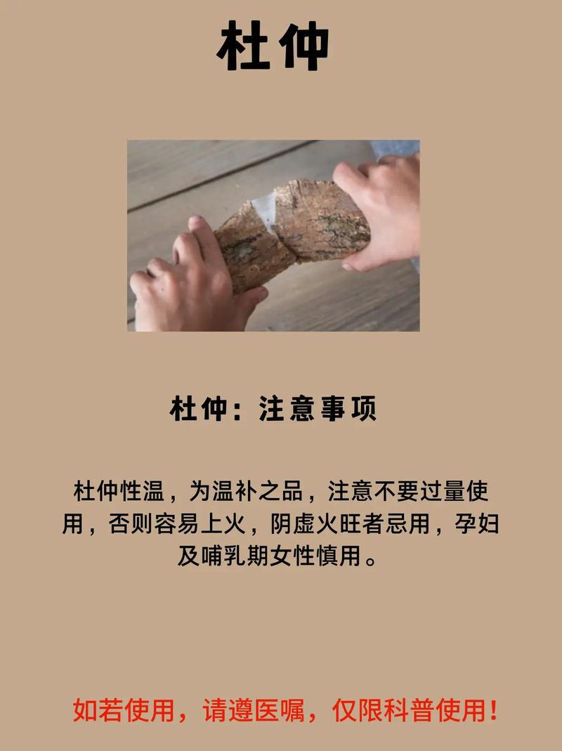 杜仲的功效与作用,古老药材的现代功效