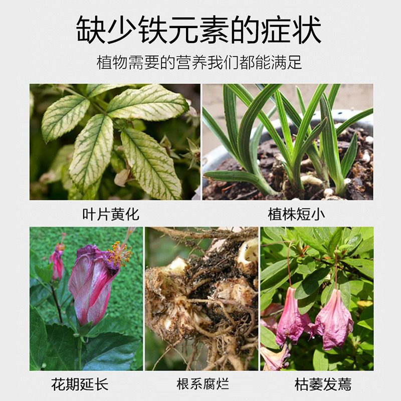 硫酸亚铁肥料：植物黄叶救星，花卉农用全能王！