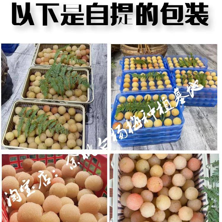 稀有品种正宗余姚新鲜白杨梅二都水晶种：孕妇儿童也能安心享用的应季水果！