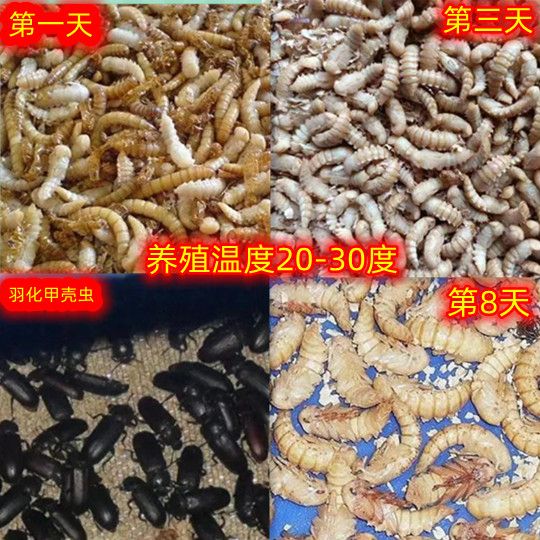 黄粉虫卵大揭秘：种虫、面包虫、成虫、虫蛹、幼虫，宠物鸣虫的营养宝库！