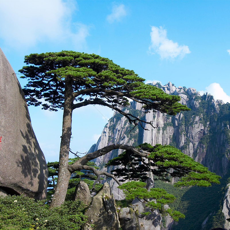黄山风景区南大门：开启你的仙境之旅，门票攻略全解析！