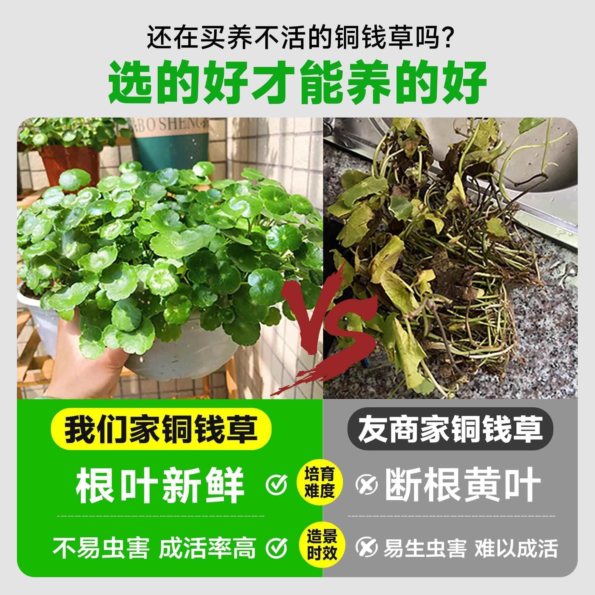 特价大叶铜钱草：桌面盆栽界的风水宝，招财进宝的秘密武器！