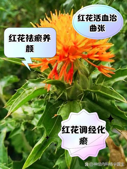 红花的功效与作用,红花——传统药材的现代功效与作用