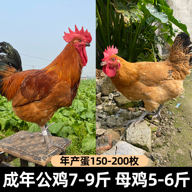 九斤红鸡种蛋：孵出你的农场梦想！