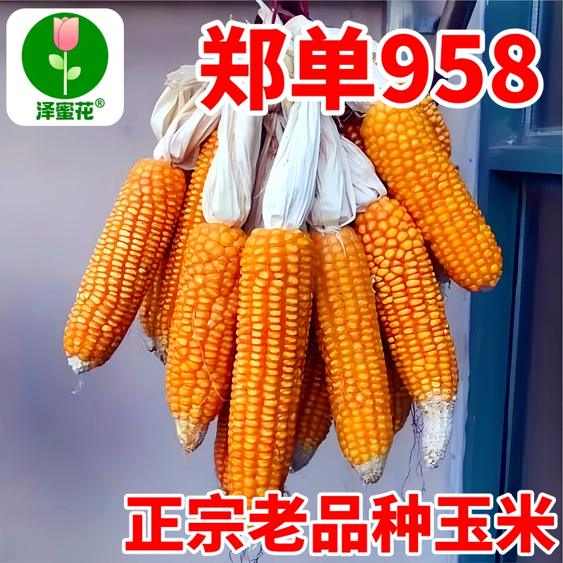 玉米种大比拼：汉单777 vs 正大999 vs 郑单958，谁才是王者？